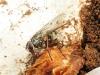 Phaonia tuguriorum